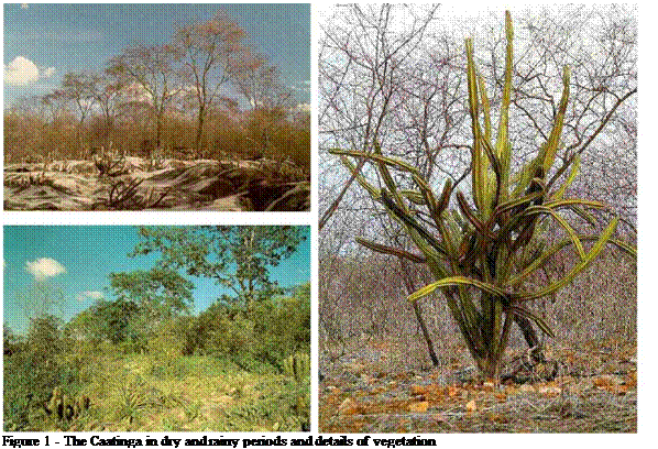 Подпись: Figure 1 - The Caatinga in dry and rainy periods and details of vegetation 