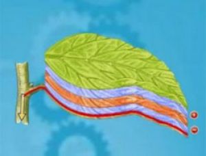 Искусственные нано-листья способны извлекать электричество из ветра, света и тепла
